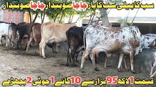 چاچا صوبیدار سیالکوٹ 10 خوبصورت گائے 2 بچھڑے 1 جوٹی دستیاب 13 مئیب2024 pak animal