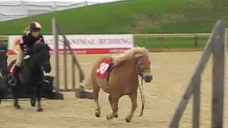 Shetland Pony Race