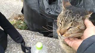 城ヶ島観光橋〜たくさんのねこさんがお出迎えー(=^・^=)