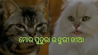 ମୋର ପୁତୁରା ର ଝୁରୀ ଖୀଆ/Sambalpuri Dubbed New Funny  Comedy/Comedy King