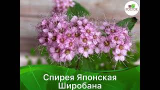 🌸СПИРЕЯ ЯПОНСКАЯ ШИРОБАНА🌸