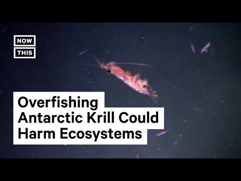 What would happen if the number of krill decreased?