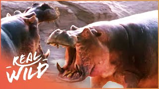 Why Hippos Are One Of The Most Dangerous Animals | The Dark Side Of Hippos | Real Wild
