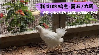 Week 5\u00266, Where To Sleep? Beginner Raise Backyard Chicken June 27, 2021 亲爱的，今晚睡哪儿？我的鸡生第五/六周 ASMR