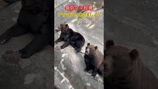 登別クマ牧場　クマにおやつをあげましょう