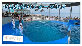 大分マリーンパレス水族館 うみたまご「イルカのパフォーマンス」11:00〜 [4K動画]