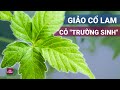 Giảo cổ lam: Bí quyết sống thọ của người xưa | VTC Now