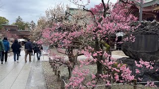 Kyoto 4K - 北野天満宮の早梅 Early Plum Blossoms at Kitano Tenmangu Shrine #plumblossom #梅