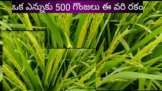 ఒక్క వెన్నుకు 500 గింజలు ఉన్న ఈ రకం పూర్త్వివరాలు