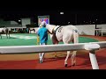 アオラキ　浦和競馬場　パドック　20240822　