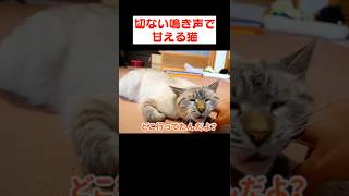 帰宅した飼い主と再会した猫の鳴き声が切ないよ…