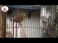 pelan saja.. pancingan burung jongkangan supaya lekas nyuling