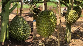 POHON DURIAN PENDEK BERBUAH BESAR