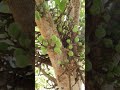 அத்திப்பழம் நாட்டு அத்தி indian fig fruit native plants of tamil nadu அத்திமரம் மரபு மீள் வாழ்வு