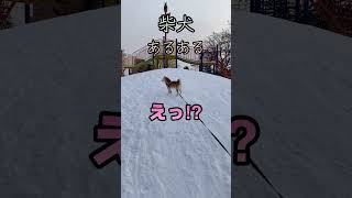 柴犬あるある❤️気分屋全開｜柴犬りぼん