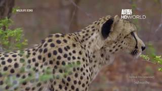 Animal Documentary Wildlife Icons Episode HD