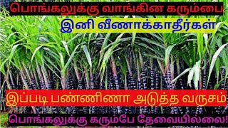 பொங்கலுக்கு வாங்கின செங்கரும்பை இனி வீணாக்காதீர்கள்!! #viral #viralvideo #google #பொங்கல்#senkarumbu