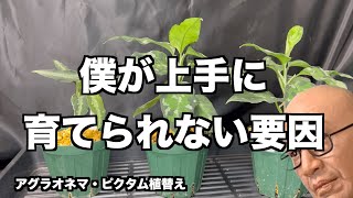 【アグラオネマ・ピクタム】僕が上手く育てられない原因はこれかもです！