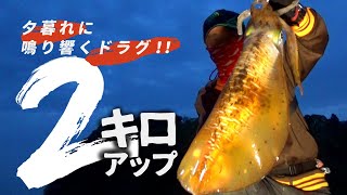 【エギング】春のモンスターは神出鬼没!!