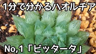 1分で分かるハオルチア　No.1「ビッタータ」　Haworthia