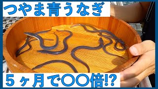 【つやま青うなぎ】４月にやってきた鰻。今の様子は？