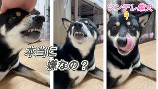 牙を出して唸る柴犬。唸っているのにこの行動おかしくない？【黒柴じん】siba-87 #shorts