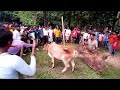 sagun sahrai khuntao new santali video 2023 24 santali sahrai video samir soren