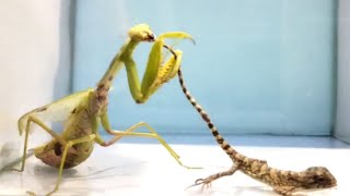 chameleon vs praying mantis | chameleon eats praying mantis | गिरगिट, की खतरनाक फाइट