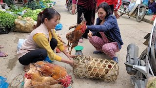 Catch chickens for sale.  Sowing the winter-spring rice crop. Country Life. (Episode 123).