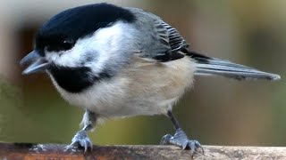 Chickadee bird song / call / sounds | Carolina