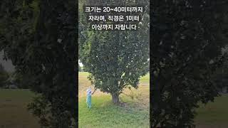 로부르참나무(Quercus robur)참나무과의 낙엽수 유럽과 아시아의 온대 지역에서 자생 유럽참나무라고도 합니다 크기는 20~40m 천둥과 번개의 신 토르의 신성한 나무입니다