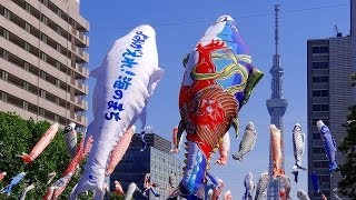 【HD】巨大マグロのぼり　東京スカイツリー　450匹 鯉のぼり 日本一　都立東白鬚公園