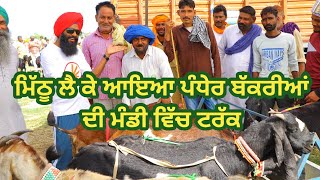 ਪੰਧੇਰ ਬੱਕਰੀਆਂ ਦੀ ਮੰਡੀ ਰੌਣਕ || Goat farming || @ILTILANATV