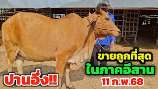 ขายถูกที่สุดในภาคอีสาน | 11 ก.พ.68 | ดูให้จบแล้วจะพบของดี แม่ลูกตัวเมีeราคาหมื่นกว่าจำนวนมาก