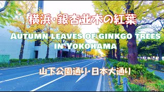 横浜・銀杏並木の紅葉　Autumn leaves of ginkgo trees in Yokohama　山下公園通り・日本大通り