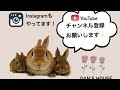 【初心者必見】プロが伝授！うさぎちゃんの抱っこのやり方