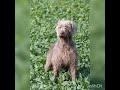 Grifon de muestra eslovaco de pelo duro perro 🐕