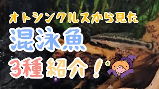 オトシンクルスの混泳魚について　我が家のお魚紹介！