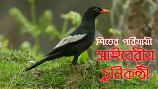 শীতের পরিযায়ী এক লাজুক পাখি চুনিকন্ঠী The winter migratory bird is Chunikanthi- ANIMAL WORLD