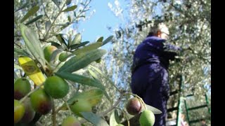 Ky eshte pedagogu i njohur qe humbi jeten diten e sotme pasi ra nga pema e ullirit