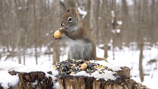 Red Squirrels, Woodpeckers and Animals in the Forest - 10 Hours - Feb 09, 2023