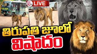 LIVE : తిరుపతి జూ లో అనురాగ్ సింహం.. || Tirupati Zoo Park Anurag Lion Latest Updates