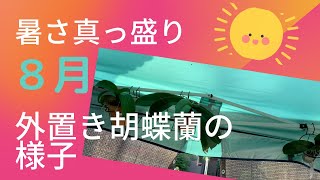 2022年8月10日【胡蝶蘭】真夏　元気に育っています