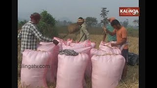 Ganjam: Farmers happy after sale of paddy crops at Rice Mandi | Kalinga TV