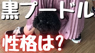 【多頭飼い】先住犬黒プードル性格は？？【トイプードル】