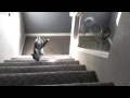 DOG FALLS DOWN STAIRS!!