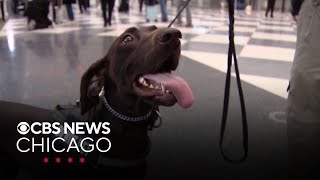 Meet Asi, the TSA K9 helping keep O'Hare Airport safe during the holidays