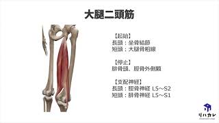 大腿二頭筋の触診のコツ［筋の触診］