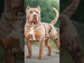 10 most dangerous dog breeds... shortvideo short.