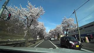 山形県山形市馬見ヶ崎川沿い桜街道①。平成31年4月20日。Sony HDR-AS300VRで撮影。